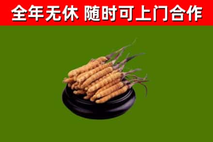 海晏烟酒回收冬虫夏草.jpg