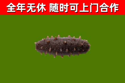 海晏烟酒回收干海参.jpg